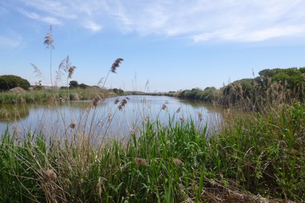 Marais poitevin Venise verte