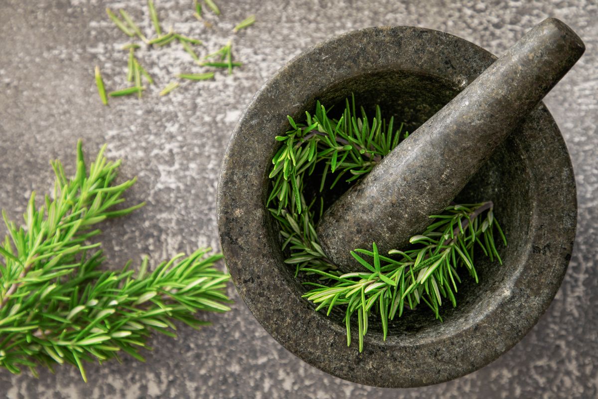 Plantes médicinales traditionnelles