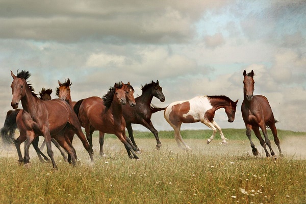 Une terre de chevaux
