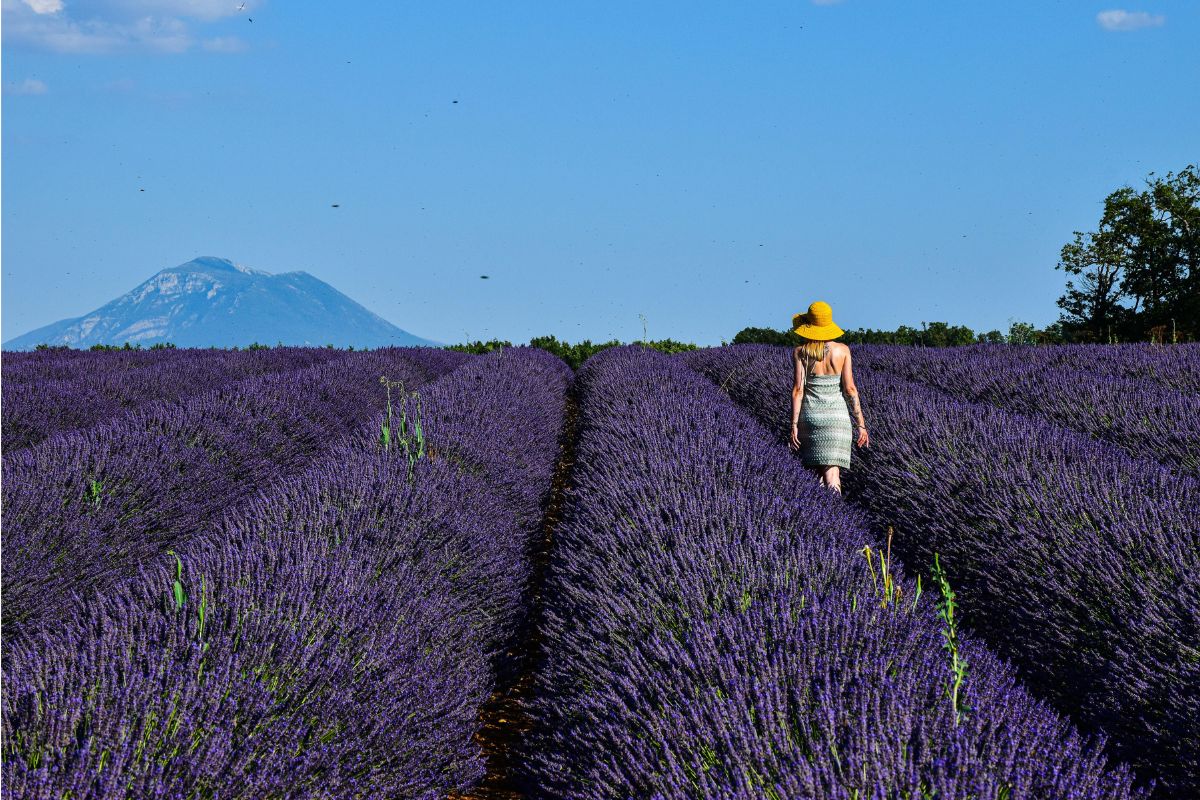 Balade au cœur des lavandes de Provence