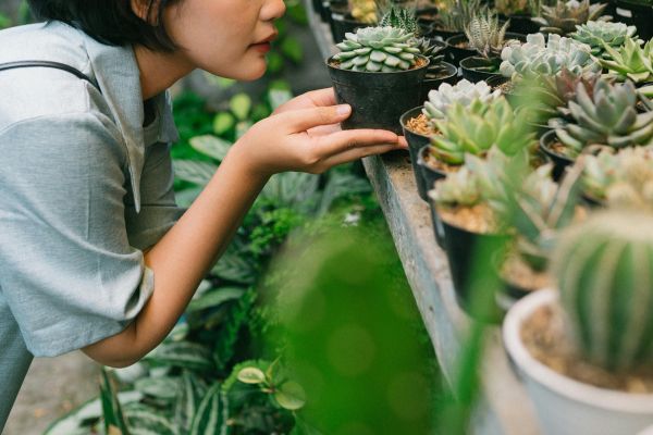 Choisir les plantes et leurs associations