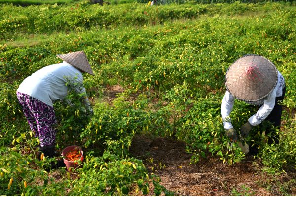 Sophie et Laurent, des agriculteurs biologiques