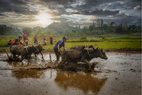 ils quittent la ville ferme