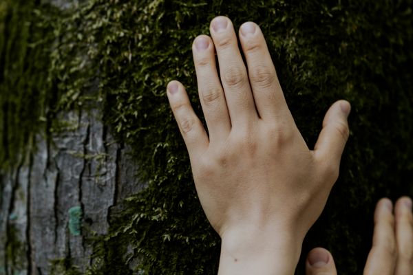 lieux pratiquer sylvothérapie