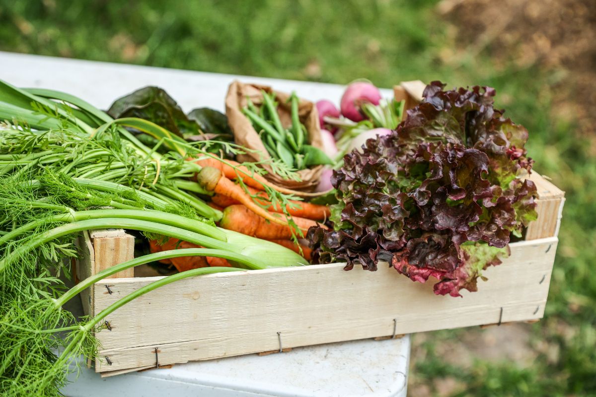 potager à la française