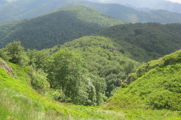 voyage au cœur des montagnes vosgiennes