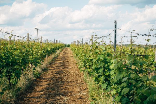 Le rôle du patrimoine naturel dans la viticulture