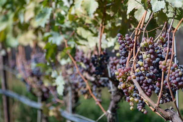 Les vignobles incontournables du Languedoc