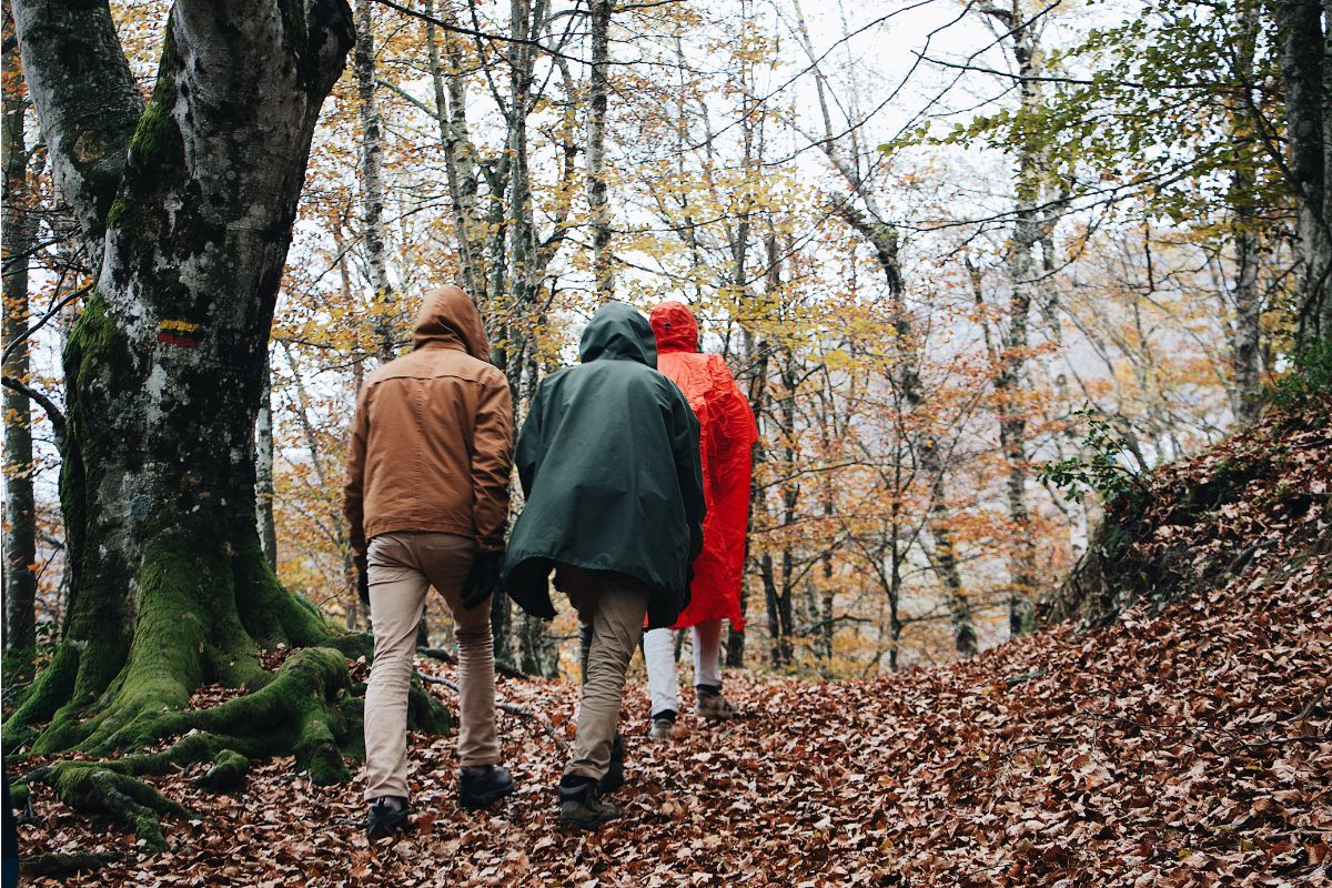 balades en forêt à Fontainebleau