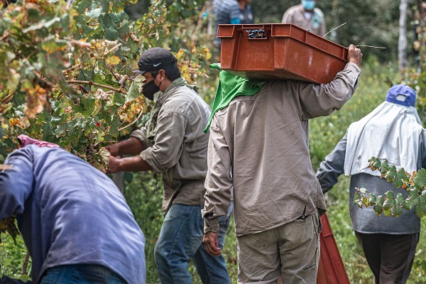 bien-être vignobles d’Alsace
