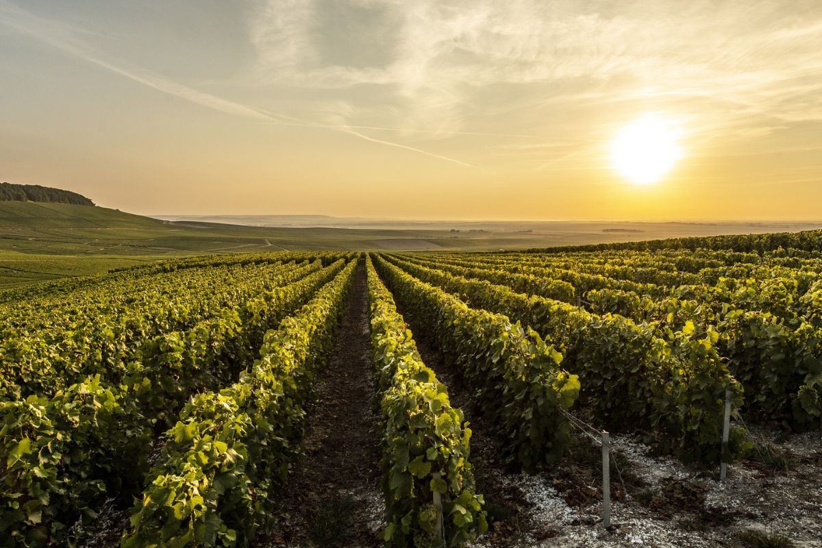 circuit œnologique en Champagne