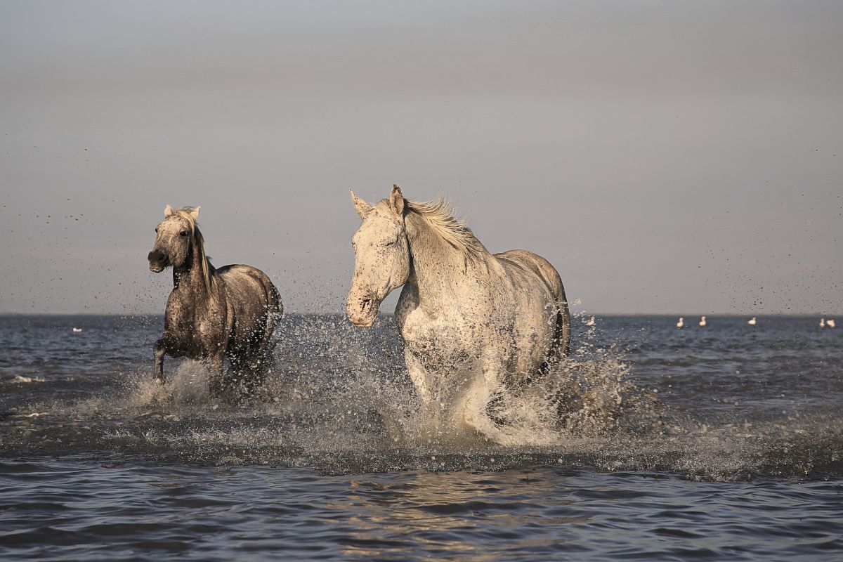 lifestyle solaire en Camargue