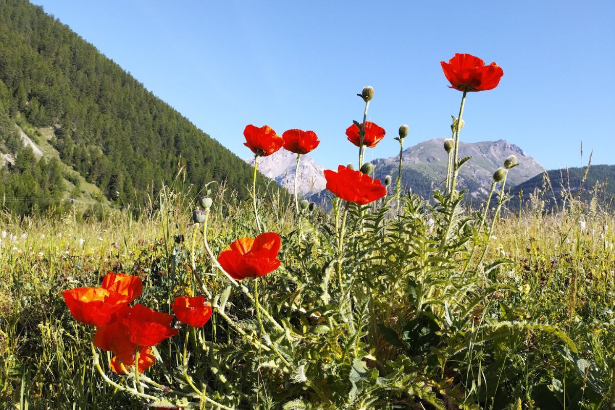 panoramas du Queyras