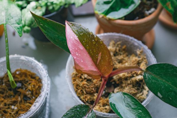 plantes vertus prouvées