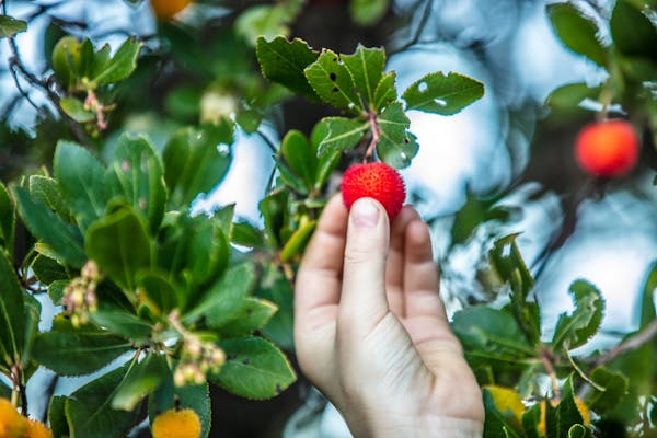 L’innovation et la durabilité dans l’agriculture bio