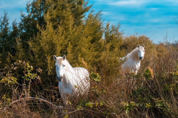  faune et de la flore Camargue