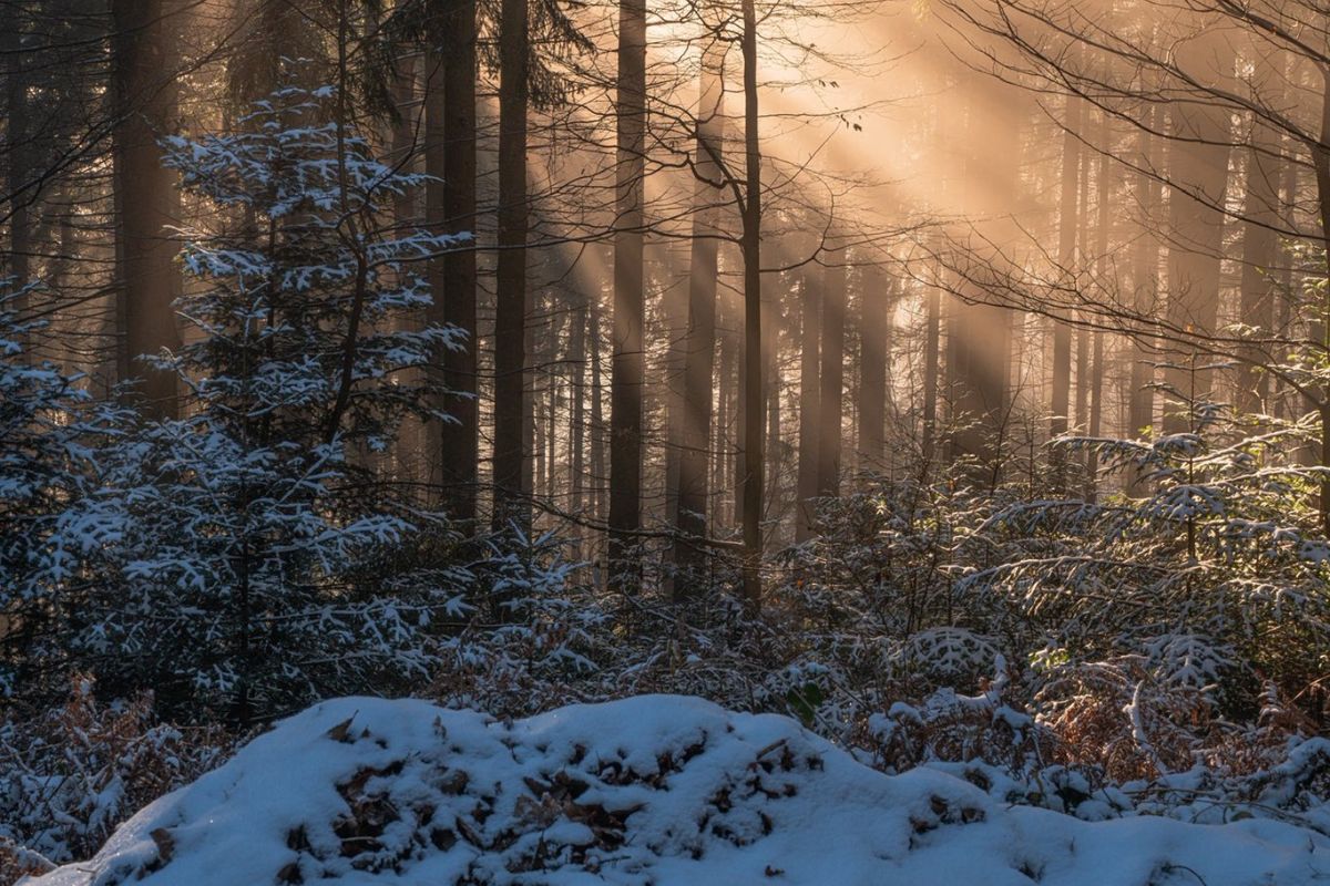 forêts enchantées des Vosges