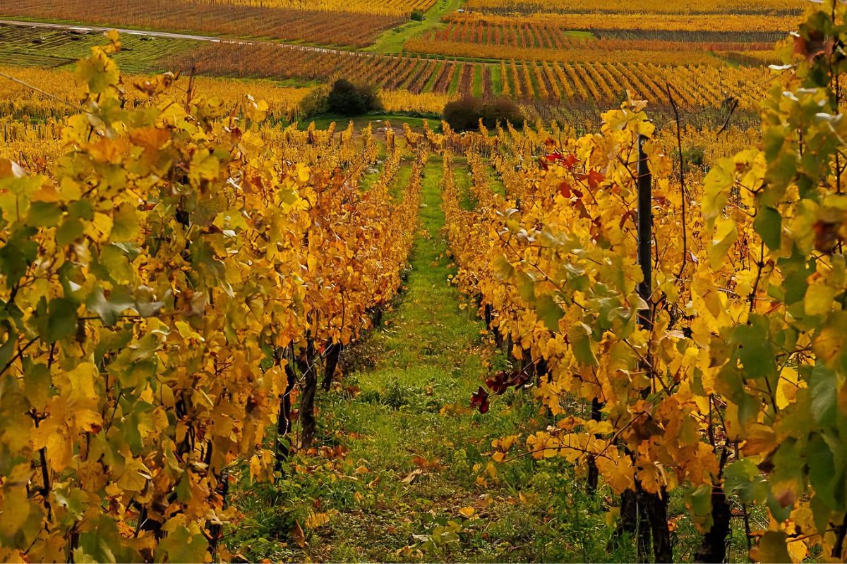 route des vins d’Alsace