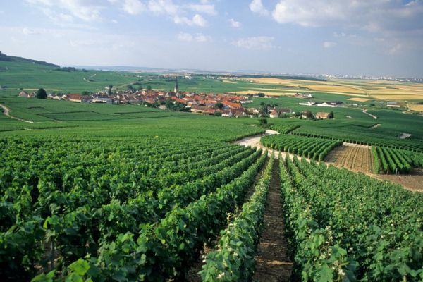 Balades dans les vignobles