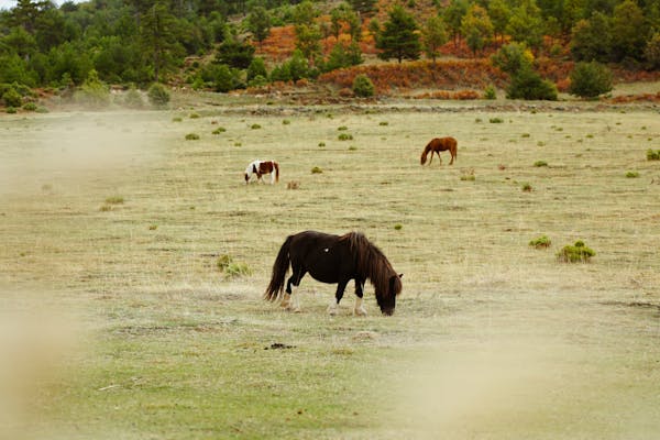 Flore et faune remarquables