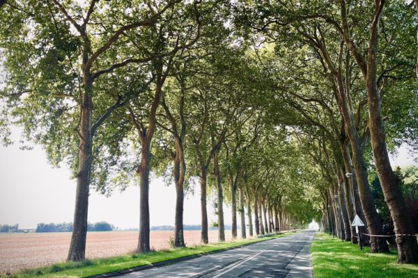 Forêt de Fontainebleau new