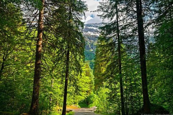La forêt de la Double