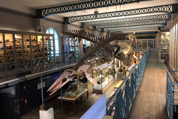 Musée d'Histoire Naturelle de Lille