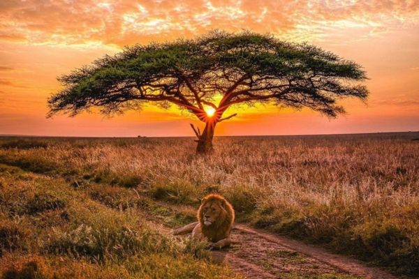 Parc national de Serengeti