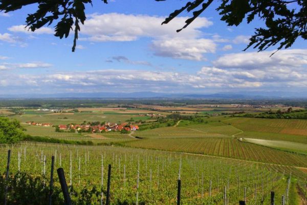 Rorschwihr et la viticulture