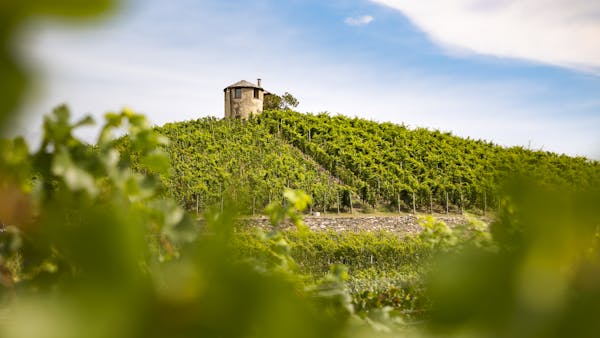 Saint-Florent et ses vignobles