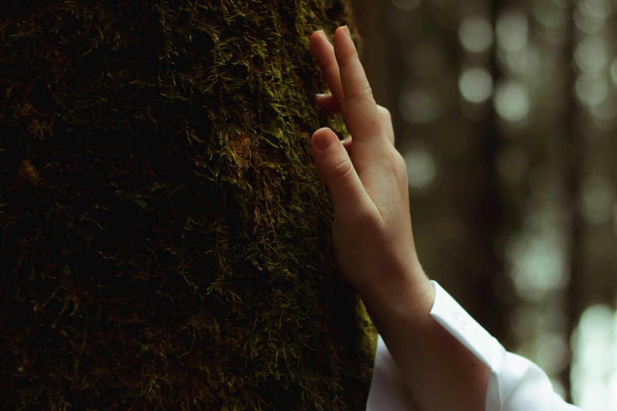 bienfaits sylvothérapie dans le Morvan