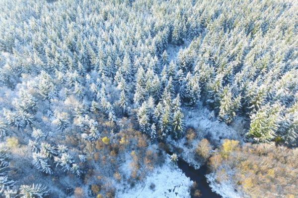 forêt d’Écouves dans l’Orne
