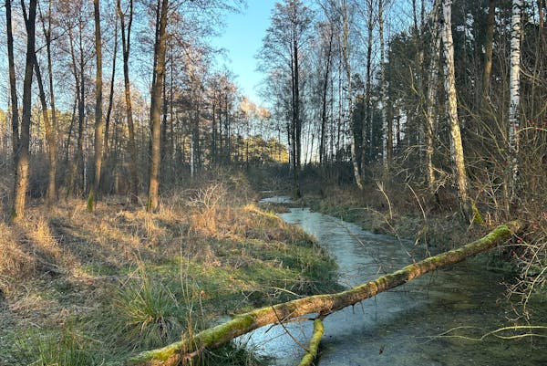 forêt de Lamotte-Beuvron