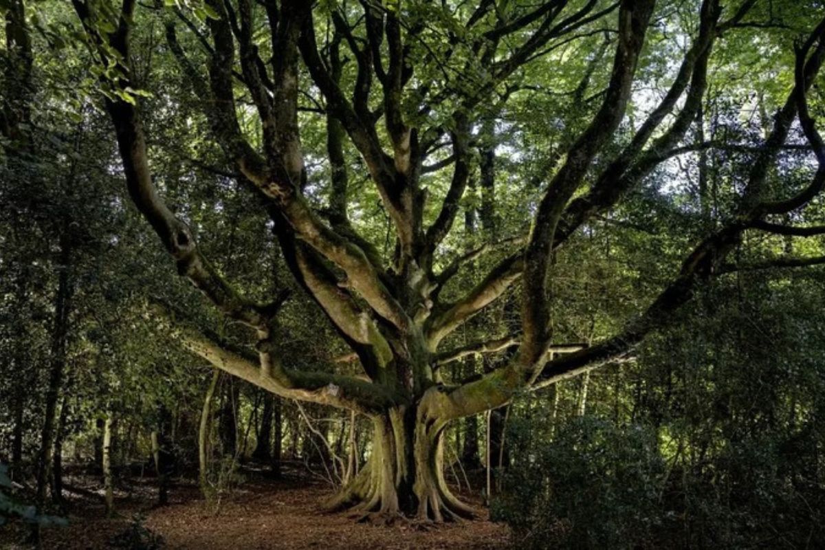 forêts enchantées de Brocéliande