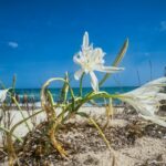 plages sauvages de la Baie de Somme