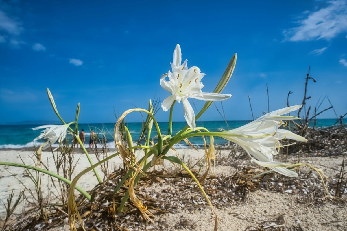 plages sauvages de la Baie de Somme