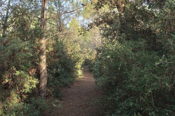 forêt de Saumonards